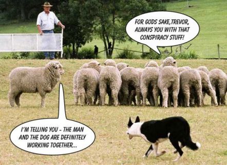 Conspiracy sheep