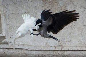 Raven attacks dove at Vatican