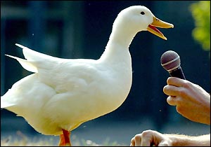 duck-quack